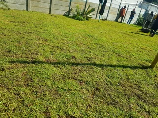 WE SUPPLY KIKUYU GRASS BUFFALO GRASS AND LM BEREA GRESS AND CYNODON GRASS