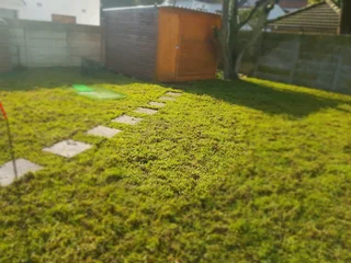 WE SUPPLY KIKUYU GRASS BUFFALO GRASS AND LM BEREA GRESS AND CYNODON GRASS