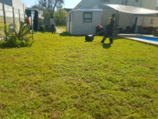 WE SUPPLY KIKUYU GRASS BUFFALO GRASS AND LM BEREA GRESS AND CYNODON GRASS