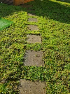 WE SUPPLY KIKUYU GRASS BUFFALO GRASS AND LM BEREA GRESS AND CYNODON GRASS