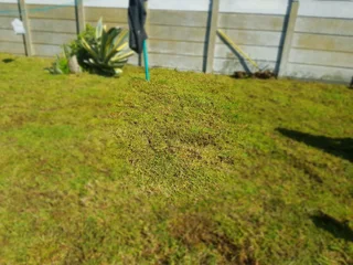 We Supply Kikuyu Grass Buffalo Grass And Lm Berea Gress And Cynodon Grass