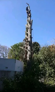 Tree felling services