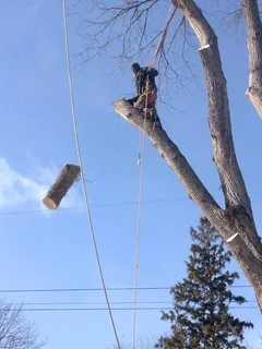 Tree felling and garden services