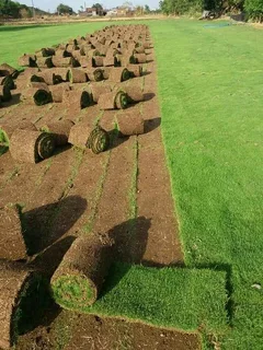 Instant lawn