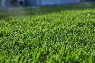 Instant lawn
