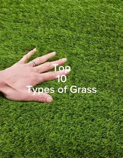 Instant lawn