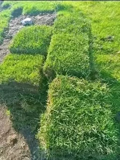 Instant lawn
