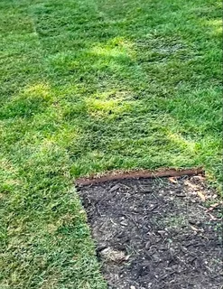 Instant lawn