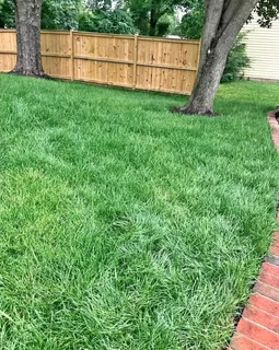 Instant lawn