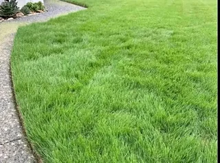 Instant lawn