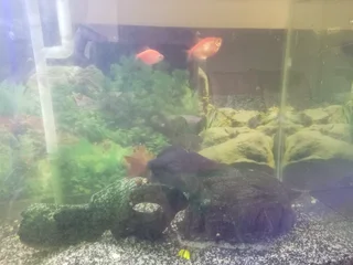 FOR FREE -  Aquarium/Fish Tank 100 Litre, with Adoption of 6 Fish