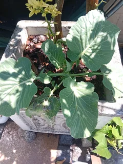 Gardening and landscaping