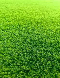 @LM Beria grass©Buffalo Grass©Kikuyu Grass©Cynodon Grass