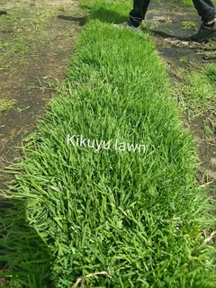 @LM Beria grass©Buffalo Grass©Kikuyu Grass©Cynodon Grass
