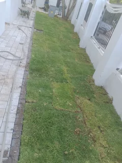 Natural grass and cobbles paving