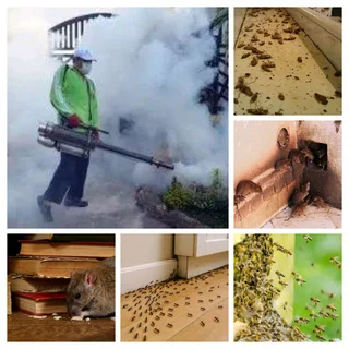 Pest control and fumigation services