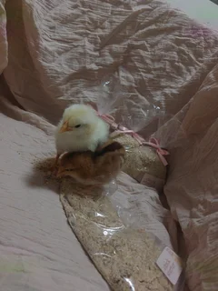 Chicken Starter Feed