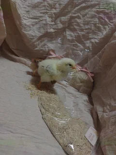 Chicken Starter Feed