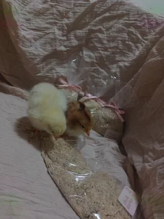 Chicken Starter Feed