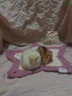 Boschveld Chicken Starter Kit