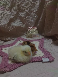 Boschveld Chicken Starter Kit