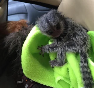 Marmoset monkey bottle babies available