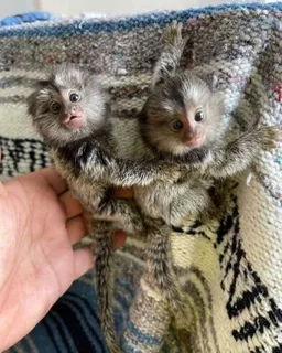 Marmoset monkey bottle babies available