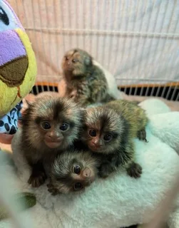 Marmoset monkey bottle babies available