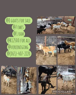 Goats - Ad posted by Pieter Wiese