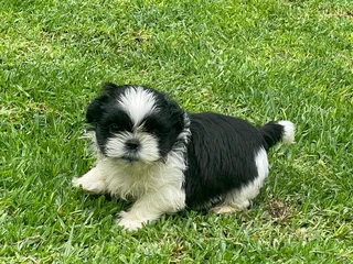 Shih Tzu puppies