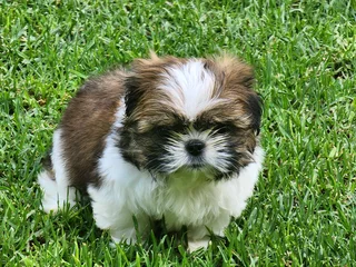 Shih tzu puppies