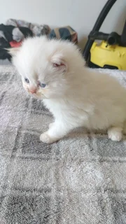 Persian kittens s for sale