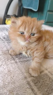 Persian kittens s for sale