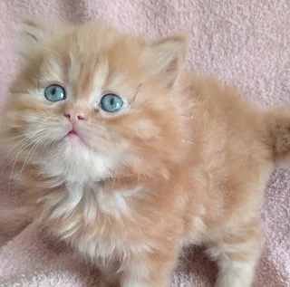 Persian kittens s for sale