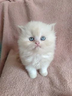 Persian kittens s for sale