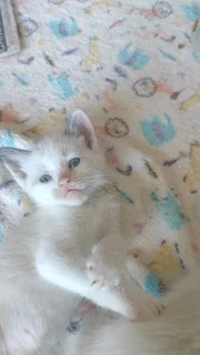 Persian cross kittens