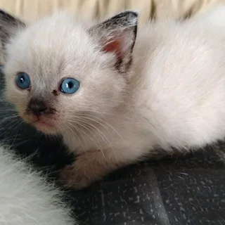 Persian cross kittens