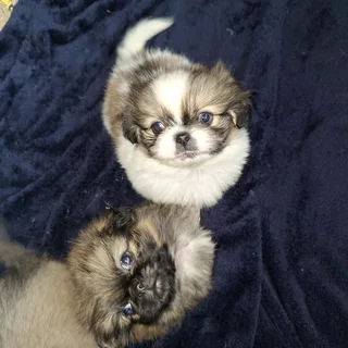 Fluffy Pekingese Puppies