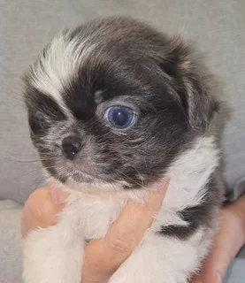 Pekingese Puppy