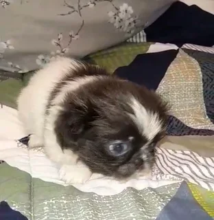 Pekingese Puppies