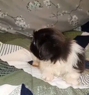 Pekingese Puppies