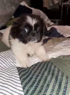 Pekingese Puppies