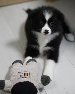 Male and Female Border Collie Puppies