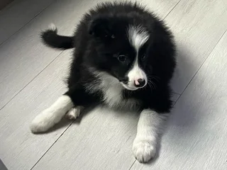 Male and Female Border Collie Puppies