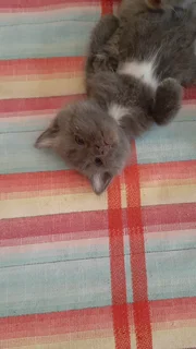 J have 3 cats forsale