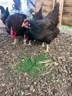 Barnevelder hens for sale