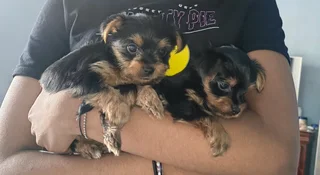 Purebred yorkshire  terrier