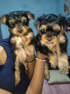 Purebred yorkshire  terrier