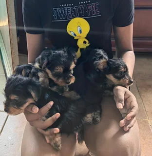 Purebred yorkshire  terrier