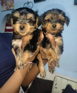 Purebred yorkshire  terrier